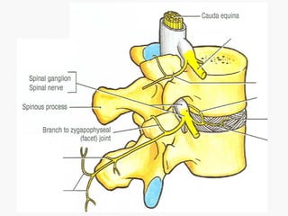 Spinal Presentation Spinal anatomy final | PPT