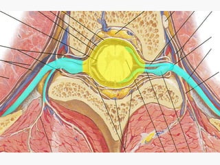 Spinal Presentation Spinal anatomy final | PPT