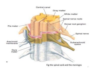 Spinal anesthesia 1 | PPTX