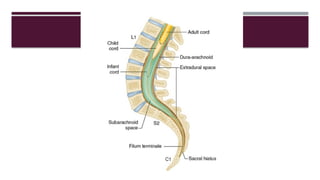 Comprehensive Overview of Spinal Cord Anatomy and Spinal Anesthesia ...