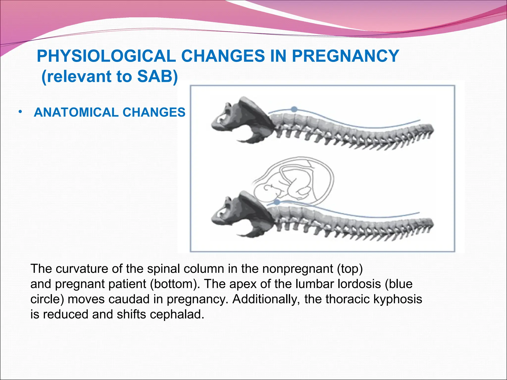 PHYSIOLOGICAL CHANGES IN PREGNANCY
(relevant to SAB)
The curvature of the spinal column in the nonpregnant (top)
and pregnant patient (bottom). The apex of the lumbar lordosis (blue
circle) moves caudad in pregnancy. Additionally, the thoracic kyphosis
is reduced and shifts cephalad.
• ANATOMICAL CHANGES
 