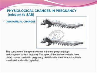 PHYSIOLOGICAL CHANGES IN PREGNANCY
(relevant to SAB)
The curvature of the spinal column in the nonpregnant (top)
and pregnant patient (bottom). The apex of the lumbar lordosis (blue
circle) moves caudad in pregnancy. Additionally, the thoracic kyphosis
is reduced and shifts cephalad.
• ANATOMICAL CHANGES
 