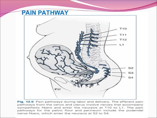 PAIN PATHWAY
 