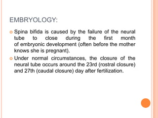 EMBRYOLOGY:
 Spina bifida is caused by the failure of the neural
tube to close during the first month
of embryonic development (often before the mother
knows she is pregnant).
 Under normal circumstances, the closure of the
neural tube occurs around the 23rd (rostral closure)
and 27th (caudal closure) day after fertilization.
 