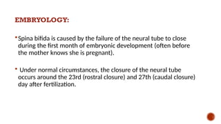 EMBRYOLOGY:
Spina bifida is caused by the failure of the neural tube to close
during the first month of embryonic development (often before
the mother knows she is pregnant).
 Under normal circumstances, the closure of the neural tube
occurs around the 23rd (rostral closure) and 27th (caudal closure)
day after fertilization.
 