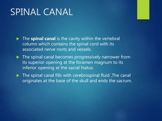 SPINAL CANAL
 The spinal canal is the cavity within the vertebral
column which contains the spinal cord with its
associated nerve roots and vessels.
 The spinal canal becomes progressively narrower from
its superior opening at the foramen magnum to its
inferior opening at the sacral hiatus.
 The spinal canal fills with cerebrospinal fluid .The canal
originates at the base of the skull and ends the sacrum.
 