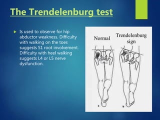 The Trendelenburg test
 Is used to observe for hip
abductor weakness. Difficulty
with walking on the toes
suggests S1 root involvement.
Difficulty with heel walking
suggests L4 or L5 nerve
dysfunction.
 
