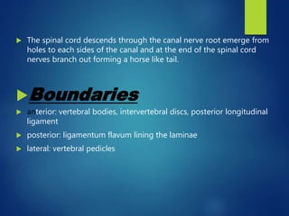  The spinal cord descends through the canal nerve root emerge from
holes to each sides of the canal and at the end of the spinal cord
nerves branch out forming a horse like tail.
Boundaries
 anterior: vertebral bodies, intervertebral discs, posterior longitudinal
ligament
 posterior: ligamentum flavum lining the laminae
 lateral: vertebral pedicles
 