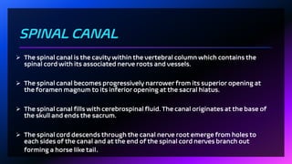 Spinal canal stenosis presentation for BPY students | PDF