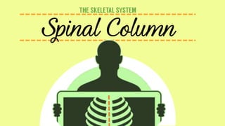 Spinal Column
 