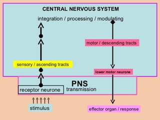 Final Common Path Spinal cord | PPT