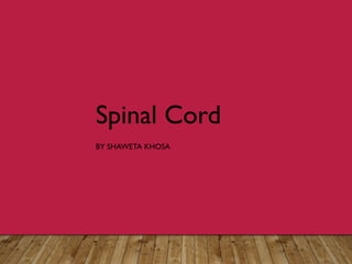 Spinal Cord
BY SHAWETA KHOSA
 