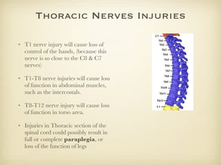 T8 Innervation Spinal Cord | PPT