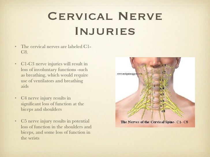 Spinal Cord