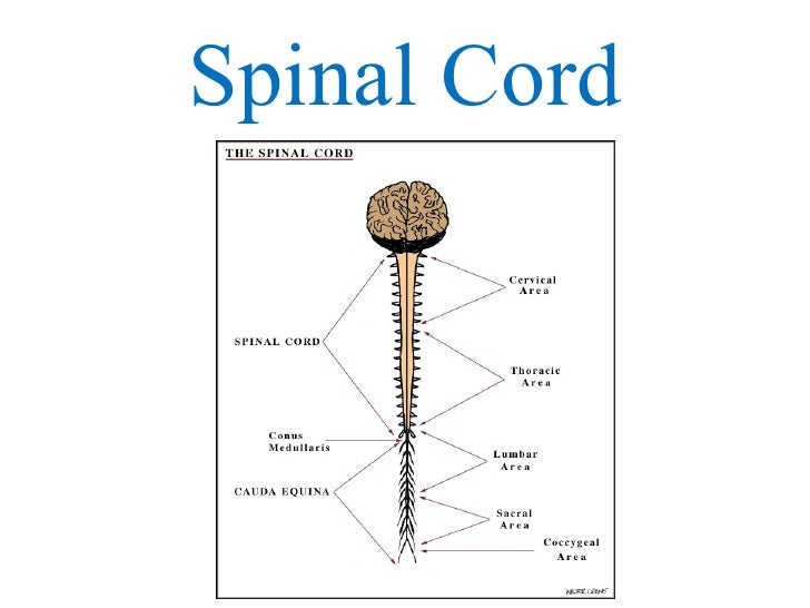 Spinal cord