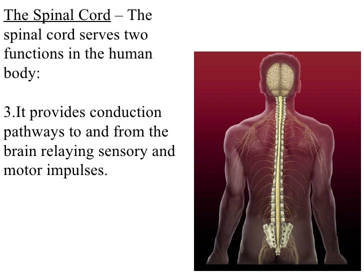 Spinal cord