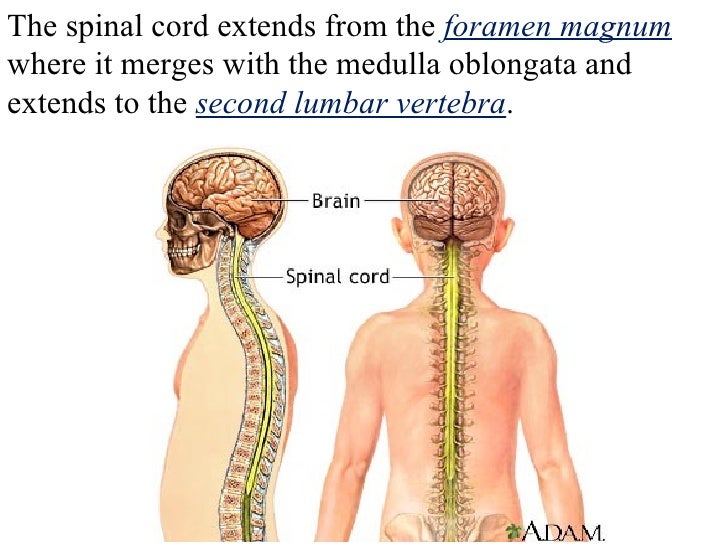 Spinal cord