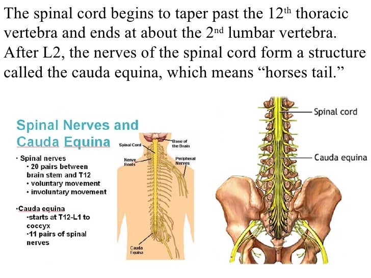 Spinal cord