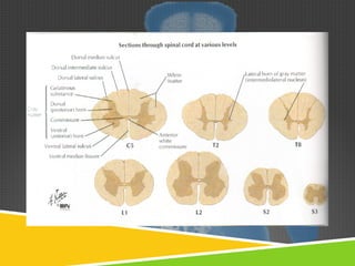 Spinal Presentation Spinal cord | PPT