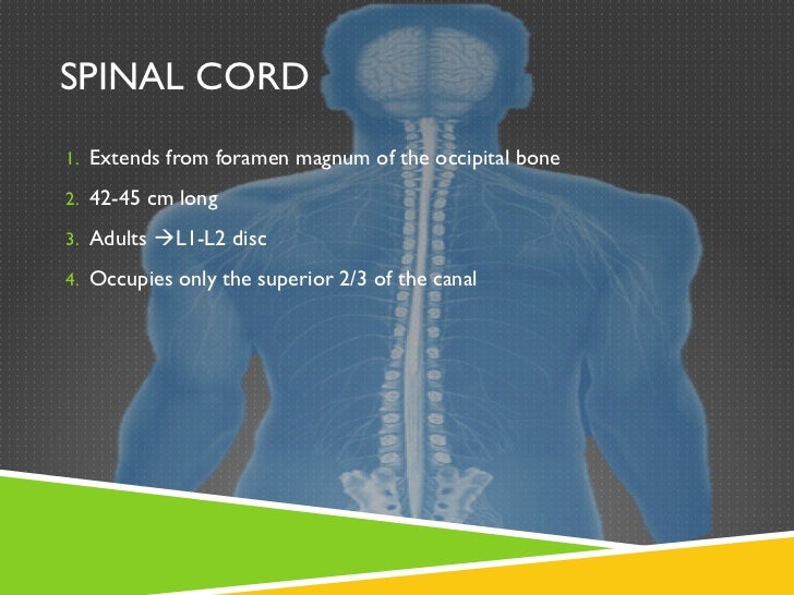 Spinal cord
