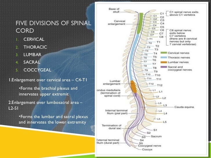 Spinal cord