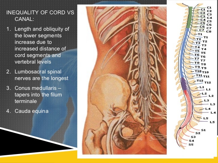 Spinal cord