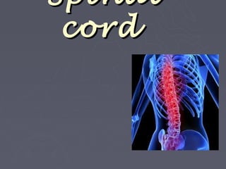 Spinal
 cord
 