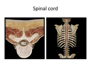Spinal cord
 