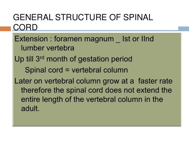Spinal cord=dr.khalid latifawan