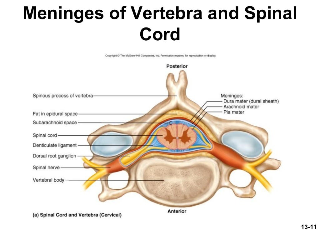 Spinal Cord