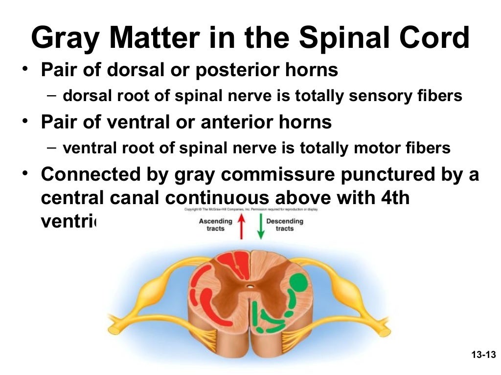 Spinal cord