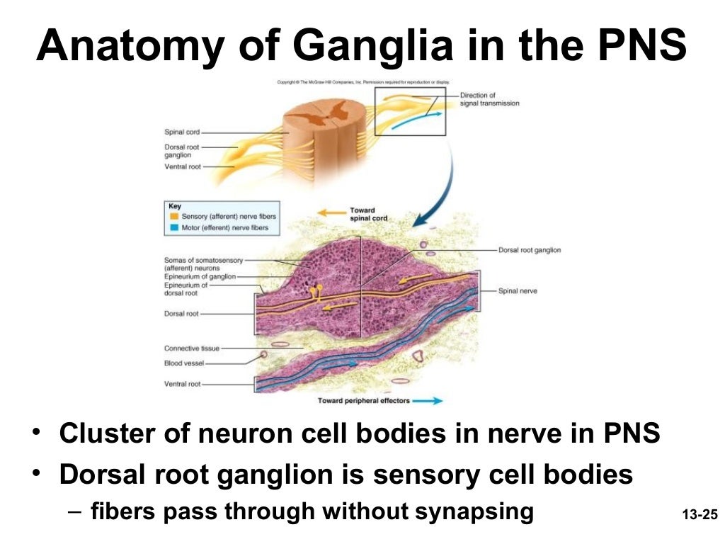 Spinal cord