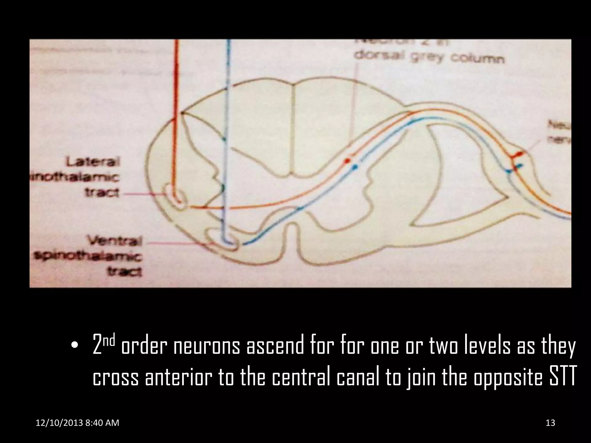 • 2nd order neurons ascend for for one or two levels as they
cross anterior to the central canal to join the opposite STT
12/10/2013 8:40 AM

13

 