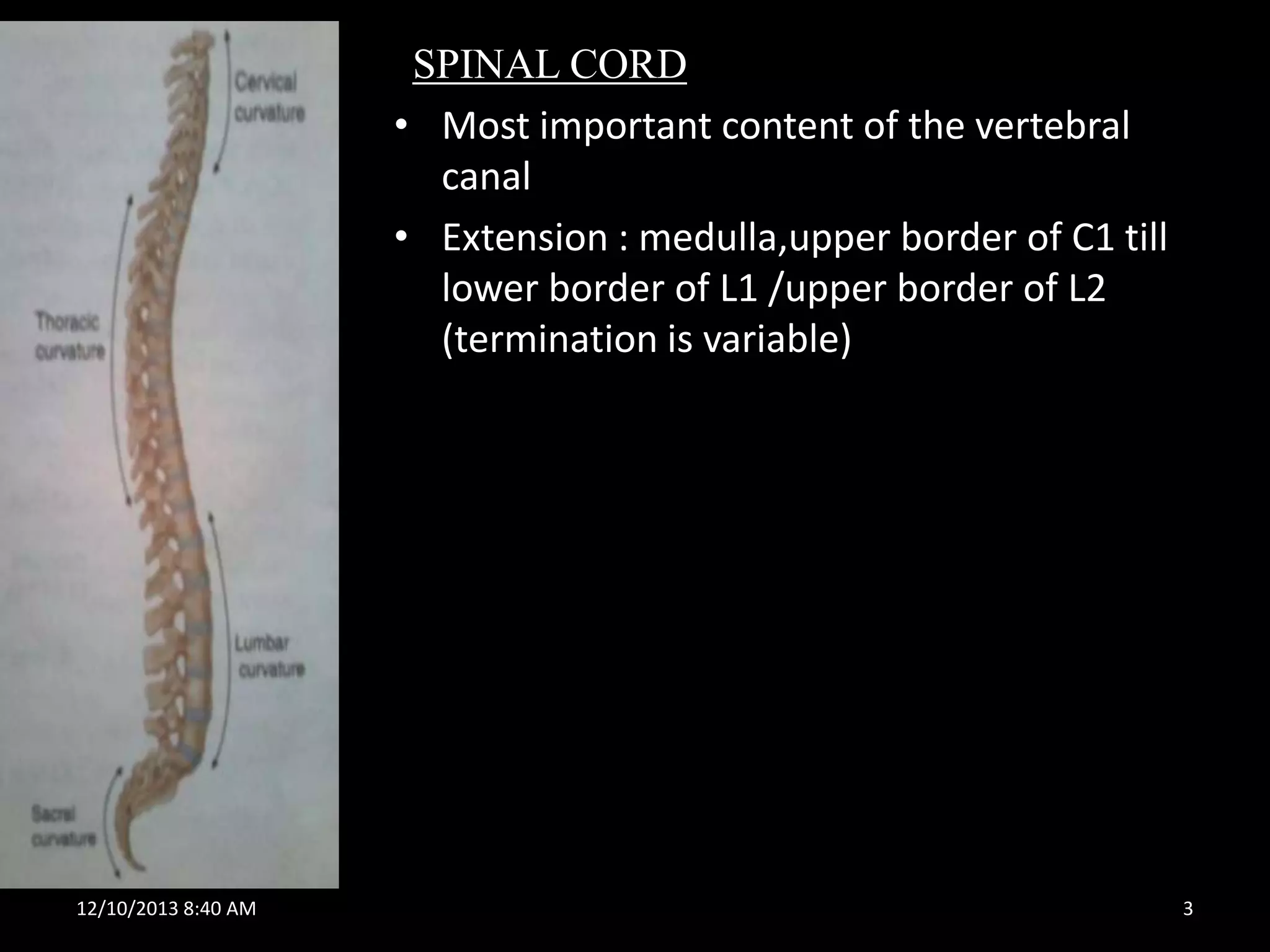 SPINAL CORD
• Most important content of the vertebral
canal
• Extension : medulla,upper border of C1 till
lower border of L1 /upper border of L2
(termination is variable)

12/10/2013 8:40 AM

3

 