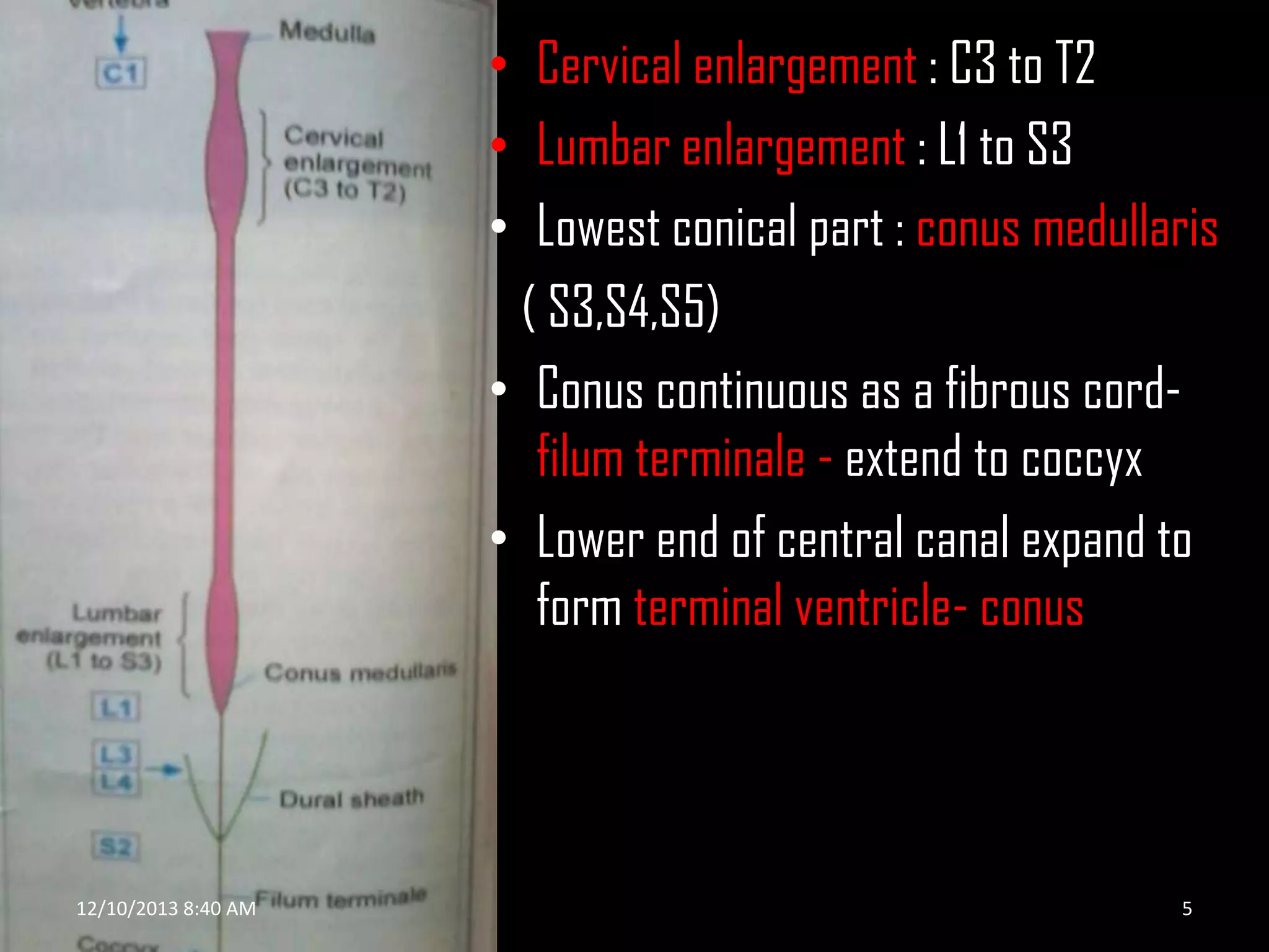 • Cervical enlargement : C3 to T2
• Lumbar enlargement : L1 to S3
• Lowest conical part : conus medullaris
( S3,S4,S5)
• Conus continuous as a fibrous cordfilum terminale - extend to coccyx
• Lower end of central canal expand to
form terminal ventricle- conus

12/10/2013 8:40 AM

5

 