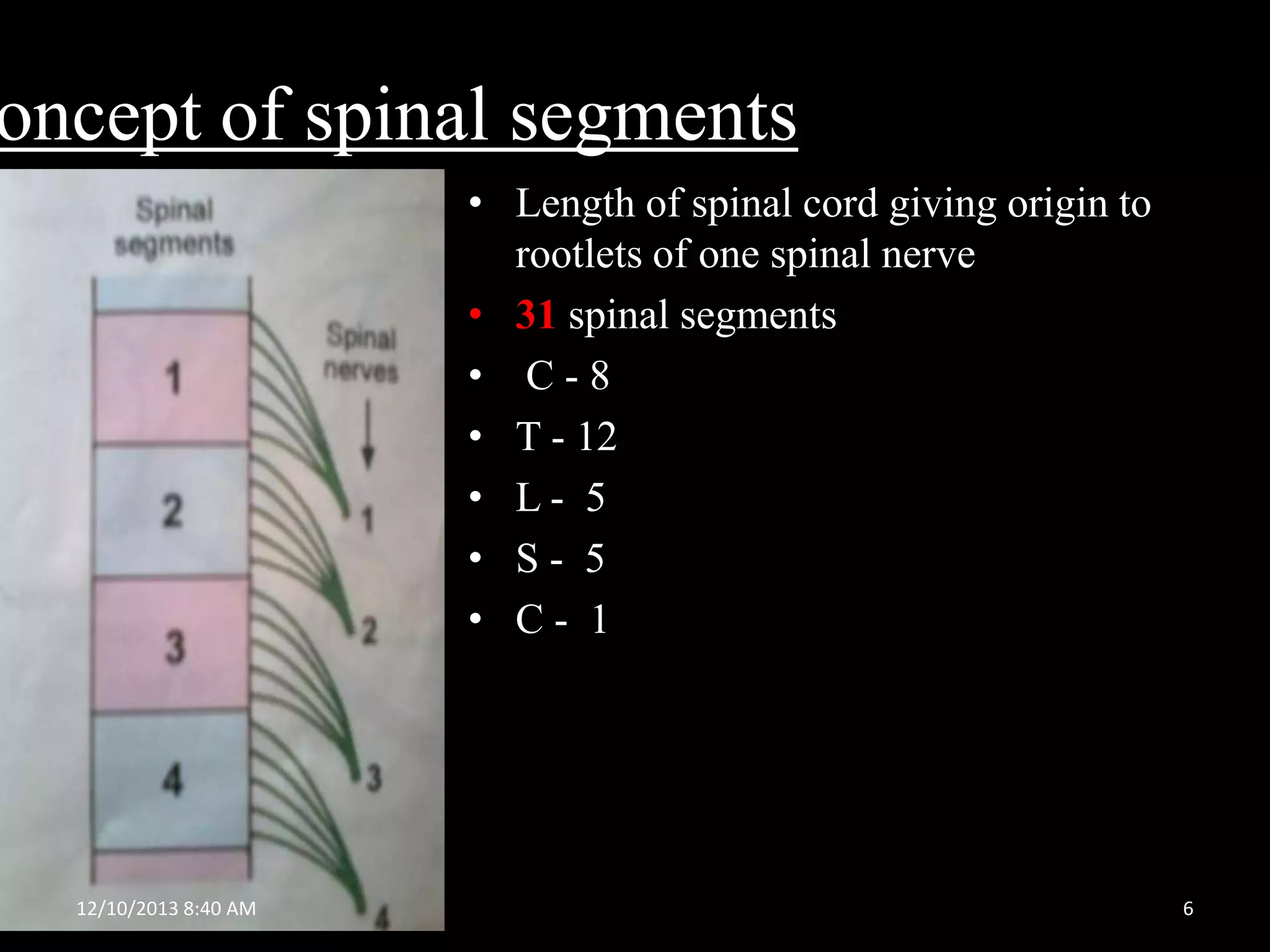 oncept of spinal segments
• Length of spinal cord giving origin to
rootlets of one spinal nerve
• 31 spinal segments
• C-8
• T - 12
• L- 5
• S- 5
• C- 1

12/10/2013 8:40 AM

6

 