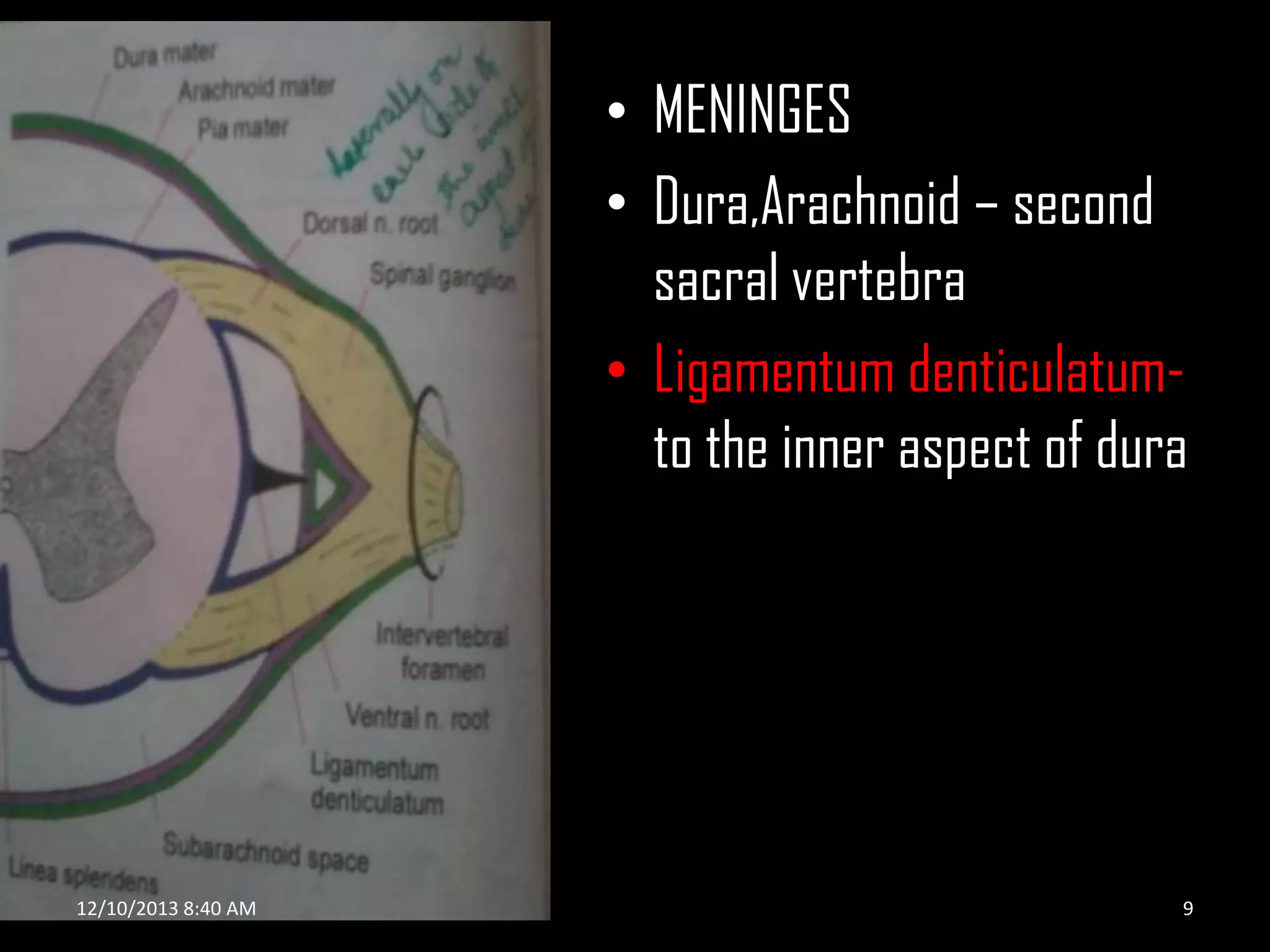 • MENINGES
• Dura,Arachnoid – second
sacral vertebra
• Ligamentum denticulatumto the inner aspect of dura

12/10/2013 8:40 AM

9

 