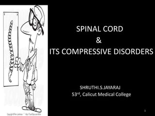 SPINAL CORD
&
ITS COMPRESSIVE DISORDERS

SHRUTHI.S.JAYARAJ
53rd, Calicut Medical College
12/10/2013 8:40 AM

1

 