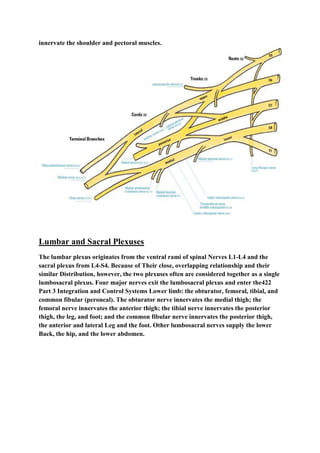 innervate the shoulder and pectoral muscles.
Lumbar and Sacral Plexuses
The lumbar plexus originates from the ventral rami of spinal Nerves L1-L4 and the
sacral plexus from L4-S4. Because of Their close, overlapping relationship and their
similar Distribution, however, the two plexuses often are considered together as a single
lumbosacral plexus. Four major nerves exit the lumbosacral plexus and enter the422
Part 3 Integration and Control Systems Lower limb: the obturator, femoral, tibial, and
common fibular (peroneal). The obturator nerve innervates the medial thigh; the
femoral nerve innervates the anterior thigh; the tibial nerve innervates the posterior
thigh, the leg, and foot; and the common fibular nerve innervates the posterior thigh,
the anterior and lateral Leg and the foot. Other lumbosacral nerves supply the lower
Back, the hip, and the lower abdomen.
 