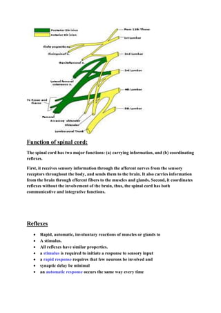 Function of spinal cord:
The spinal cord has two major functions: (a) carrying information, and (b) coordinating
reflexes.
First, it receives sensory information through the afferent nerves from the sensory
receptors throughout the body, and sends them to the brain. It also carries information
from the brain through efferent fibers to the muscles and glands. Second, it coordinates
reflexes without the involvement of the brain, thus, the spinal cord has both
communicative and integrative functions.
Reflexes
 Rapid, automatic, involuntary reactions of muscles or glands to
 A stimulus.
 All reflexes have similar properties.
 a stimulus is required to initiate a response to sensory input
 a rapid response requires that few neurons be involved and
 synaptic delay be minimal
 an automatic response occurs the same way every time
 