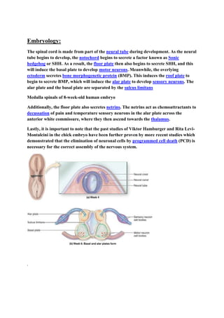 Embryology:
The spinal cord is made from part of the neural tube during development. As the neural
tube begins to develop, the notochord begins to secrete a factor known as Sonic
hedgehog or SHH. As a result, the floor plate then also begins to secrete SHH, and this
will induce the basal plate to develop motor neurons. Meanwhile, the overlying
ectoderm secretes bone morphogenetic protein (BMP). This induces the roof plate to
begin to secrete BMP, which will induce the alar plate to develop sensory neurons. The
alar plate and the basal plate are separated by the sulcus limitans
Medulla spinals of 8-week-old human embryo
Additionally, the floor plate also secretes netrins. The netrins act as chemoattractants to
decussation of pain and temperature sensory neurons in the alar plate across the
anterior white commissure, where they then ascend towards the thalamus.
Lastly, it is important to note that the past studies of Viktor Hamburger and Rita Levi-
Montalcini in the chick embryo have been further proven by more recent studies which
demonstrated that the elimination of neuronal cells by programmed cell death (PCD) is
necessary for the correct assembly of the nervous system.
.
 
