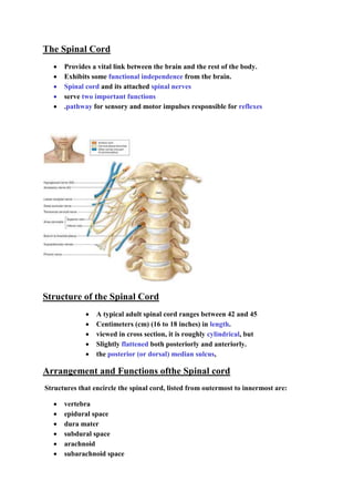 The Spinal Cord
 Provides a vital link between the brain and the rest of the body.
 Exhibits some functional independence from the brain.
 Spinal cord and its attached spinal nerves
 serve two important functions
 .pathway for sensory and motor impulses responsible for reflexes
Structure of the Spinal Cord
 A typical adult spinal cord ranges between 42 and 45
 Centimeters (cm) (16 to 18 inches) in length.
 viewed in cross section, it is roughly cylindrical, but
 Slightly flattened both posteriorly and anteriorly.
 the posterior (or dorsal) median sulcus,
Arrangement and Functions ofthe Spinal cord
Structures that encircle the spinal cord, listed from outermost to innermost are:
 vertebra
 epidural space
 dura mater
 subdural space
 arachnoid
 subarachnoid space
 