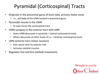 Pyramidal (Corticospinal) Tracts
• Originate in the precentral gyrus of brain (aka, primary motor area)
– I.e., cell body ...