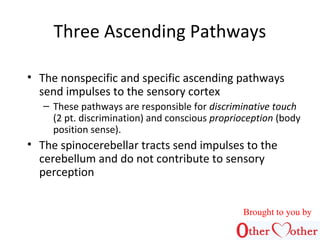 Three Ascending Pathways
• The nonspecific and specific ascending pathways
send impulses to the sensory cortex
– These pat...