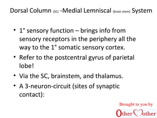 Dorsal Column (SC) -Medial Lemniscal (brain stem) System
• 1° sensory function – brings info from
sensory receptors in the...