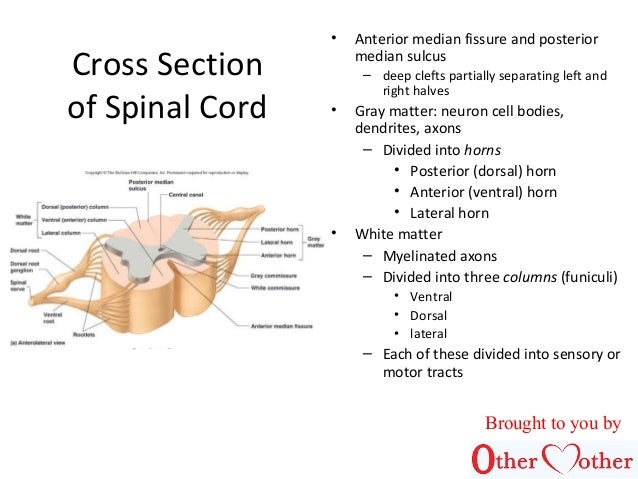 Spinal cord