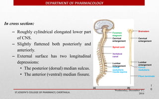 Foramen 
magnum 
Cervical 
enlargement 
Vertebral 
canal 
Lumbar 
enlargement 
Conus 
medullaris 
Cauda equina 
Cervical 
enlargement 
Lumbar 
enlargement 
Conus 
medullaris 
Wednesday, December 17, 
2014 ST.JOSEPH’S COLLEGE OF PHARMACY, CHERTHALA. 
1 
0 
Brainstem 
Spinal cord 
(a) (b) 
Filum terminale 
In cross section: 
– Roughly cylindrical elongated lower part 
of CNS. 
– Slightly flattened both posteriorly and 
anteriorly. 
– External surface has two longitudinal 
depressions: 
• The posterior (dorsal) median sulcus. 
• The anterior (ventral) median fissure. 
 