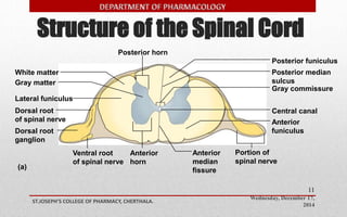 Structure of the Spinal Cord 
Posterior median 
sulcus 
Anterior 
funiculus 
Wednesday, December 17, 
2014 
ST.JOSEPH’S COLLEGE OF PHARMACY, CHERTHALA. 
11 
White matter 
Gray matter 
Lateral funiculus 
Posterior funiculus 
Gray commissure 
Central canal 
(a) 
Posterior horn 
Dorsal root 
of spinal nerve 
Dorsal root 
ganglion 
Ventral root 
of spinal nerve 
Anterior 
horn 
Anterior 
median 
fissure 
Portion of 
spinal nerve 
 