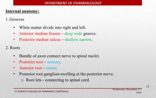 Wednesday, December 17, 
2014 ST.JOSEPH’S COLLEGE OF PHARMACY, CHERTHALA. 
12 
Internal anatomy: 
1. Grooves 
• White matter divide into right and left. 
• Anterior median fissure – deep wide groove. 
• Posterior median sulcus – shallow narrow. 
2. Roots 
• Bundle of axon connect nerve to spinal nuclei. 
• Posterior root – sensory. 
• Anterior root – motor. 
• Posterior root ganglion-swelling at the posterior nerve. 
o Root lets - connecting to spinal cord. 
 