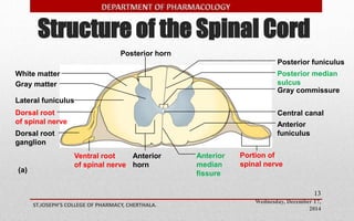 Structure of the Spinal Cord 
Posterior median 
sulcus 
Anterior 
funiculus 
Wednesday, December 17, 
2014 
ST.JOSEPH’S COLLEGE OF PHARMACY, CHERTHALA. 
13 
White matter 
Gray matter 
Lateral funiculus 
Posterior funiculus 
Gray commissure 
Central canal 
(a) 
Posterior horn 
Dorsal root 
of spinal nerve 
Dorsal root 
ganglion 
Ventral root 
of spinal nerve 
Anterior 
horn 
Anterior 
median 
fissure 
Portion of 
spinal nerve 
 